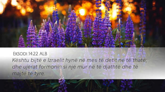 Eksodi 14:22 ALB Bible Verse Image