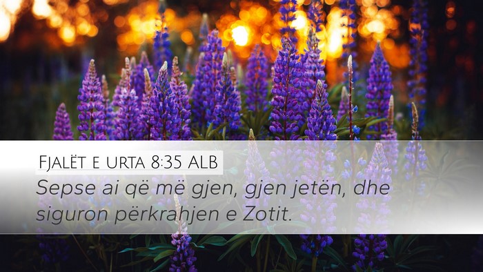Fjalët e urta 8:35 ALB Bible Verse Image
