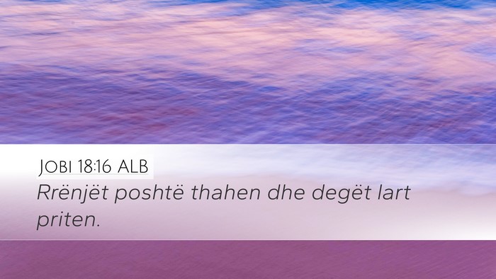 Jobi 18:16 ALB Bible Verse Image