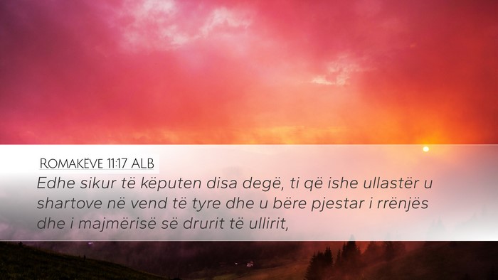 Romakëve 11:17 ALB Bible Verse Image