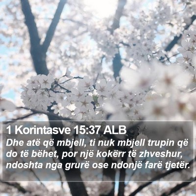 1 Korintasve 15:37 ALB Bible Verse Image