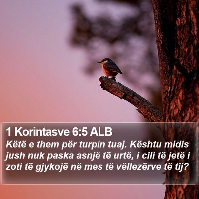 1 Korintasve 6:5 ALB Bible Verse Image