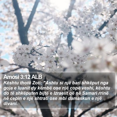 Amosi 3:12 ALB Bible Verse Image