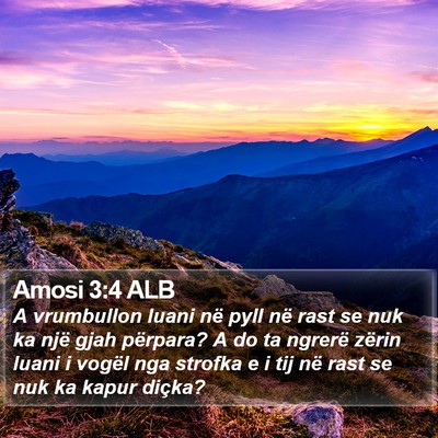 Amosi 3:4 ALB Bible Verse Image