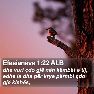 Efesianëve 1:22 ALB Bible Verse Image