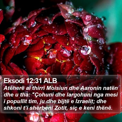 Eksodi 12:31 ALB Bible Verse Image