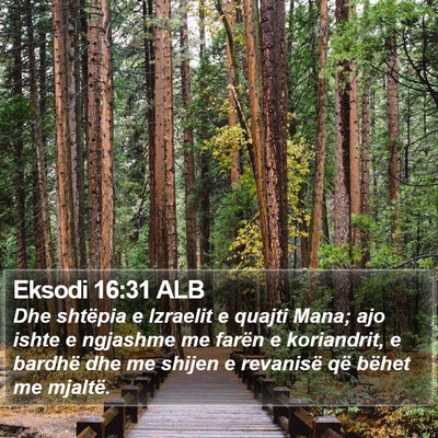 Eksodi 16:31 ALB Bible Verse Image