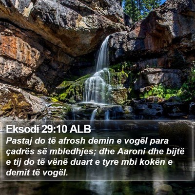 Eksodi 29:10 ALB Bible Verse Image