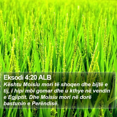 Eksodi 4:20 ALB Bible Verse Image