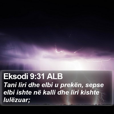 Eksodi 9:31 ALB Bible Verse Image