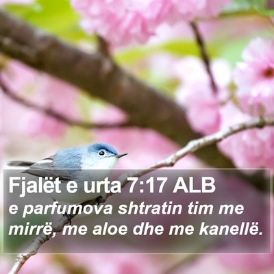 Fjalët e urta 7:17 ALB Bible Verse Image