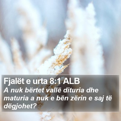 Fjalët e urta 8:1 ALB Bible Verse Image