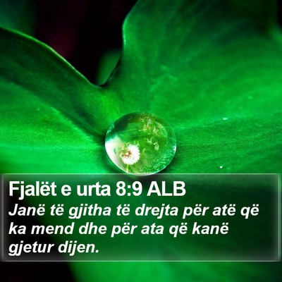 Fjalët e urta 8:9 ALB Bible Verse Image
