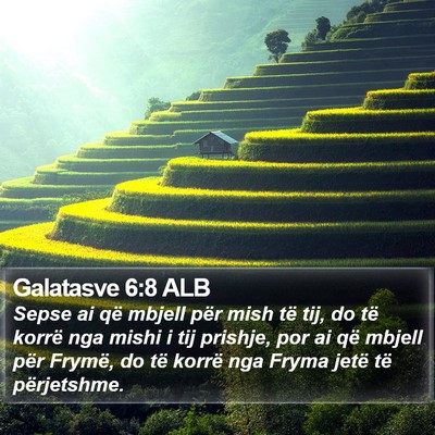 Galatasve 6:8 ALB Bible Verse Image