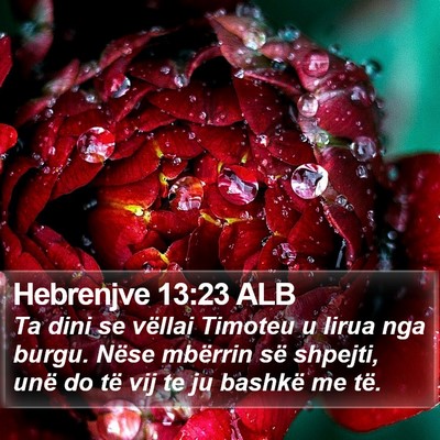 Hebrenjve 13:23 ALB Bible Verse Image