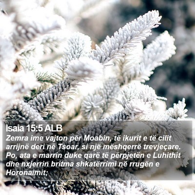 Isaia 15:5 ALB Bible Verse Image