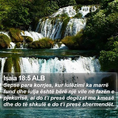 Isaia 18:5 ALB Bible Verse Image