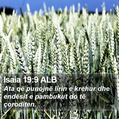 Isaia 19:9 ALB Bible Verse Image