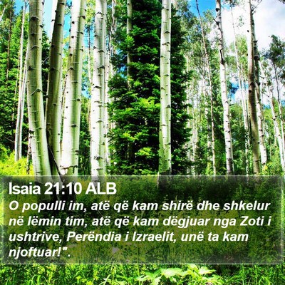 Isaia 21:10 ALB Bible Verse Image