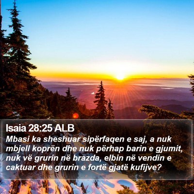 Isaia 28:25 ALB Bible Verse Image