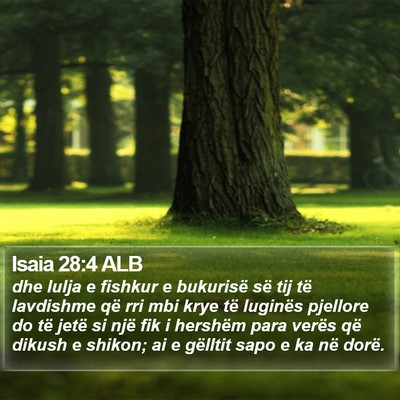 Isaia 28:4 ALB Bible Verse Image