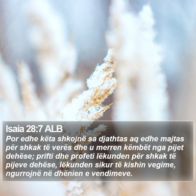 Isaia 28:7 ALB Bible Verse Image