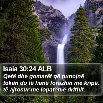 Isaia 30:24 ALB Bible Verse Image
