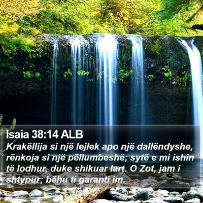 Isaia 38:14 ALB Bible Verse Image