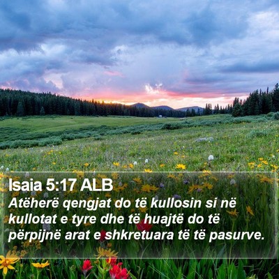 Isaia 5:17 ALB Bible Verse Image