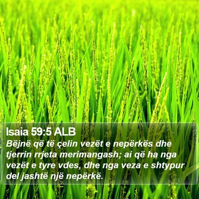 Isaia 59:5 ALB Bible Verse Image