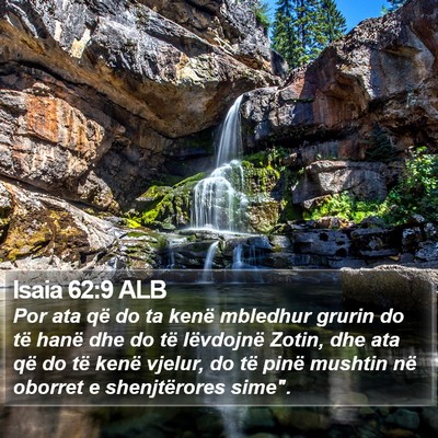 Isaia 62:9 ALB Bible Verse Image
