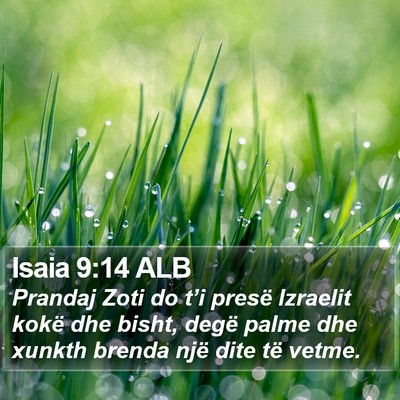 Isaia 9:14 ALB Bible Verse Image