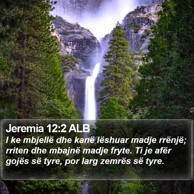 Jeremia 12:2 ALB Bible Verse Image