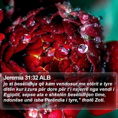 Jeremia 31:32 ALB Bible Verse Image
