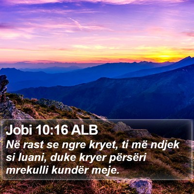 Jobi 10:16 ALB Bible Verse Image