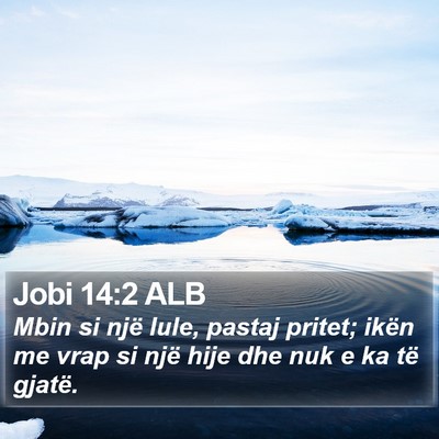 Jobi 14:2 ALB Bible Verse Image
