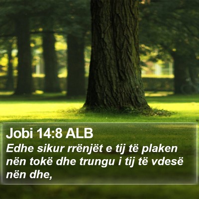 Jobi 14:8 ALB Bible Verse Image