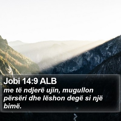 Jobi 14:9 ALB Bible Verse Image