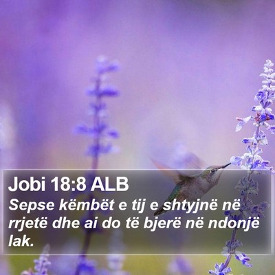 Jobi 18:8 ALB Bible Verse Image