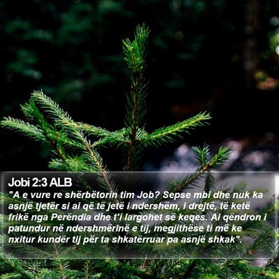 Jobi 2:3 ALB Bible Verse Image