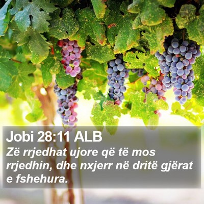 Jobi 28:11 ALB Bible Verse Image