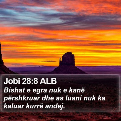 Jobi 28:8 ALB Bible Verse Image