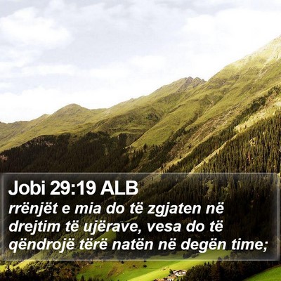 Jobi 29:19 ALB Bible Verse Image