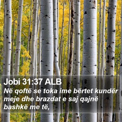 Jobi 31:37 ALB Bible Verse Image