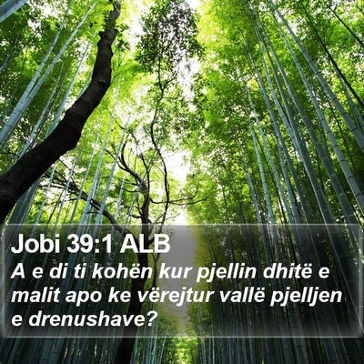 Jobi 39:1 ALB Bible Verse Image