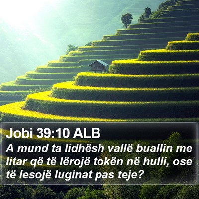 Jobi 39:10 ALB Bible Verse Image