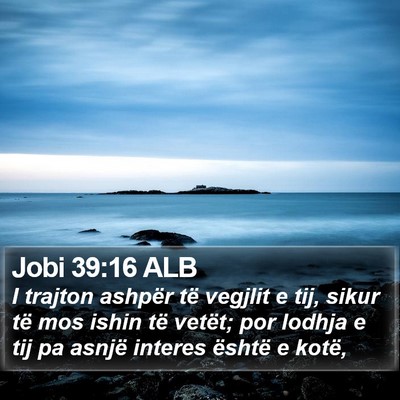 Jobi 39:16 ALB Bible Verse Image