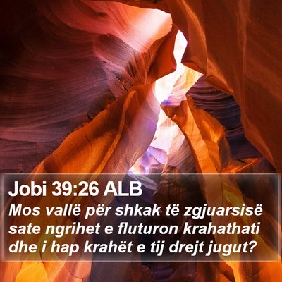 Jobi 39:26 ALB Bible Verse Image