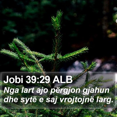 Jobi 39:29 ALB Bible Verse Image