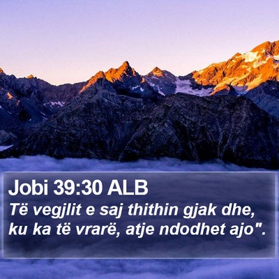 Jobi 39:30 ALB Bible Verse Image